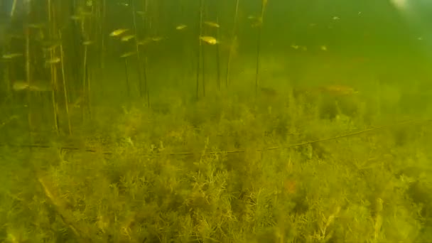 Twigs and plants under water hd — Stock Video