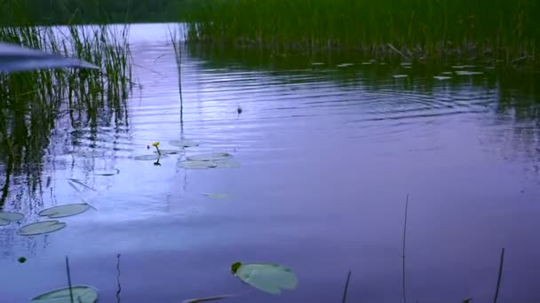 Visserij zweven in het meer — Stockvideo