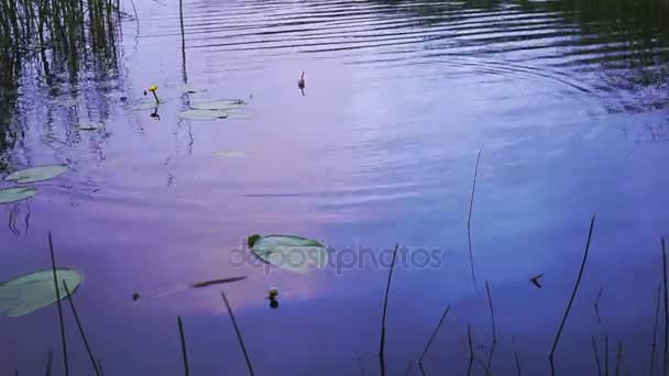 Angeln schwimmt im See — Stockvideo