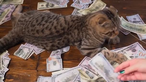 Gato e dinheiro no presente cesto — Vídeo de Stock