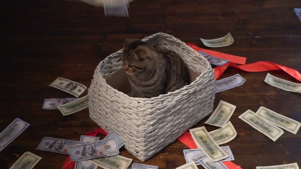 Cat and money in present basket — Stock Video