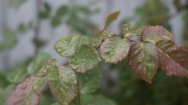 Yeni doğan bebek odasında iskambil oynar