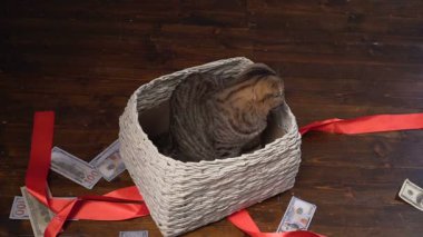 kedi ve para hediye sepeti