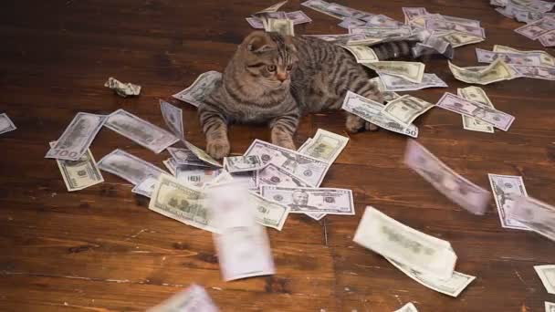 金持ちの猫 — ストック動画