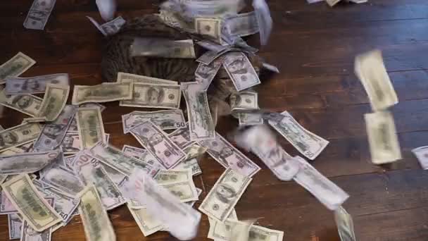 Απροσδόκητη πλούτου. Πολλά χρήματα πέφτει στη γάτα — Αρχείο Βίντεο