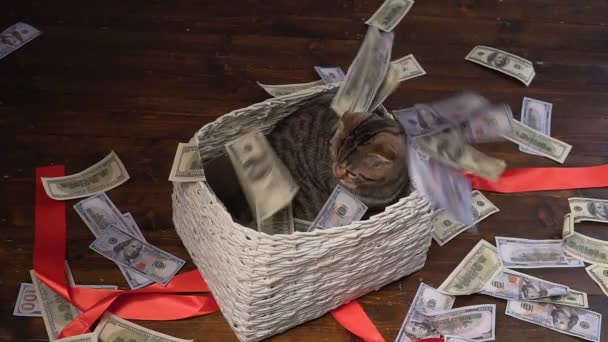 Cat and money in present basket — Stock Video
