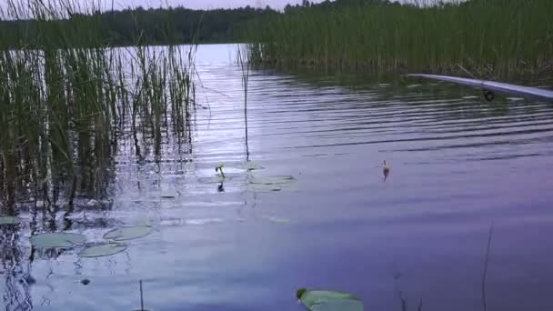 Angeln schwimmt im See — Stockvideo