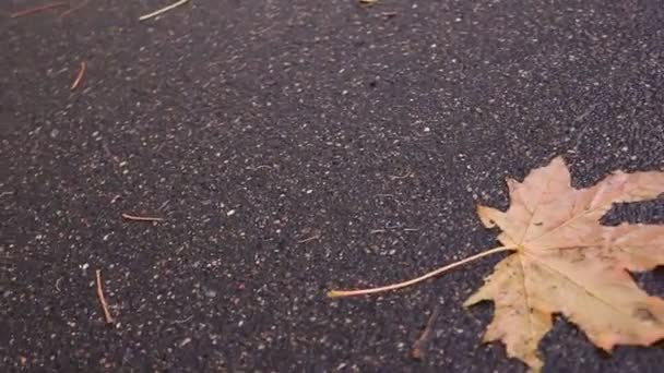 Feuille d'érable colorée dans un ruisseau sur l'asphalte — Video