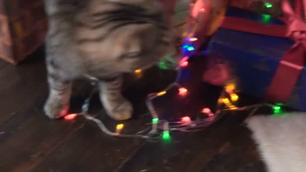 Kat in de buurt van de kerstboom en geschenken — Stockvideo