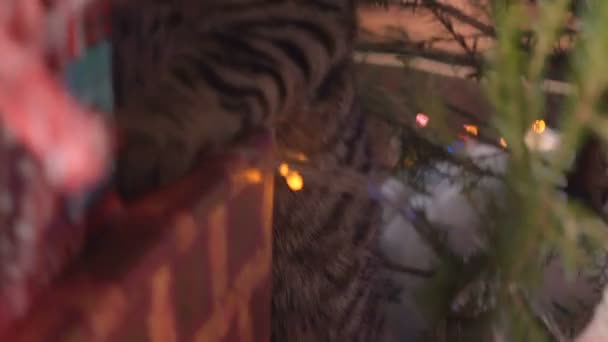 Gato cerca del árbol de Navidad y regalos — Vídeos de Stock