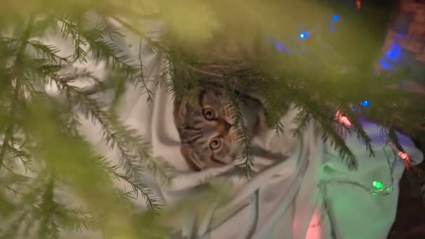 Chat près du sapin de Noël et cadeaux — Video