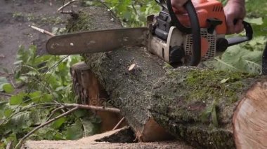 testereler ve talaş portre