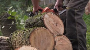 testereler ve talaş portre