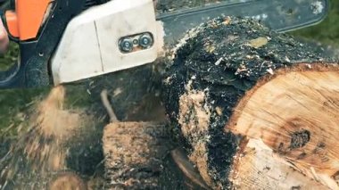 testereler ve talaş portre