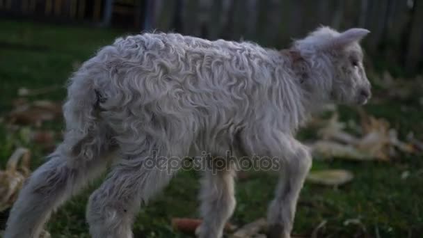 Agneau malheureux marche sur l'herbe — Video