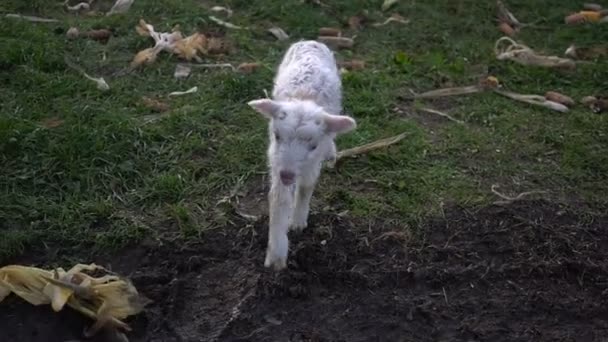 Unhappy lamb walks on the grass — Stock Video