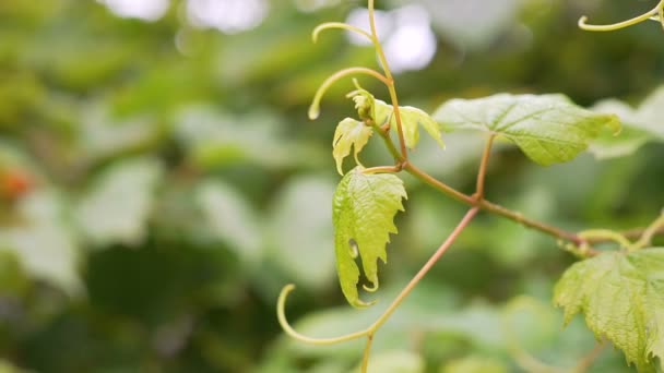 Feuilles de vigne contre avec gouttes de pluie, carreau — Video