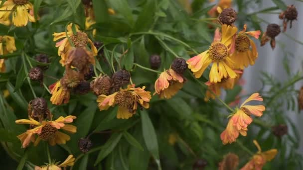 Planta de flores muertas cerca de material de archivo HD. cardán — Vídeos de Stock