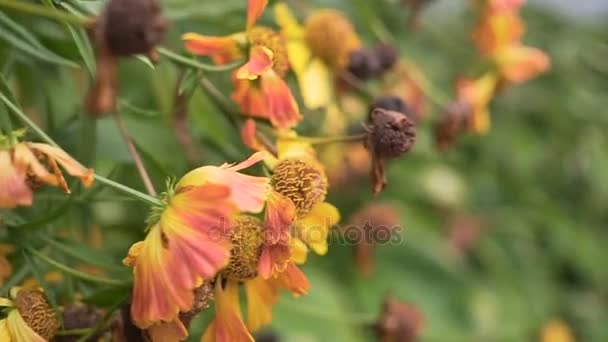 Planta de flores muertas cerca de material de archivo HD. cardán — Vídeo de stock