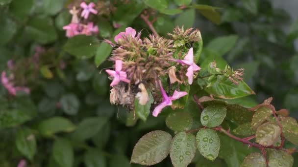 Flor morta planta fechar imagens HD stock. gimbal — Vídeo de Stock