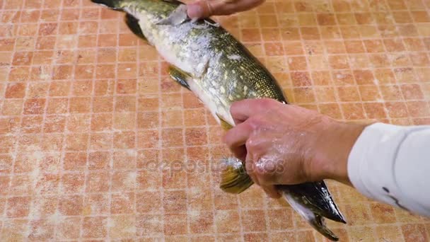 Чистка и масштабирование большой свежей рыбы карпа — стоковое видео