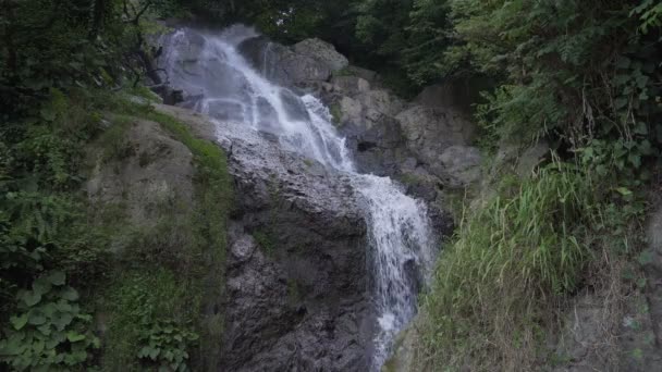 Arroyo de montaña fluye a través de bosques — Vídeo de stock
