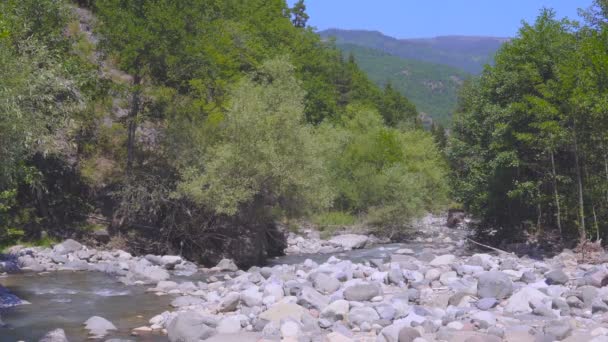 Горный поток течет через леса 4k — стоковое видео