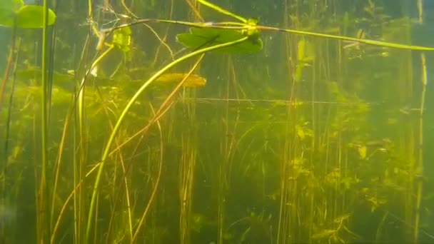 Kleine vissen en planten onder water traag — Stockvideo