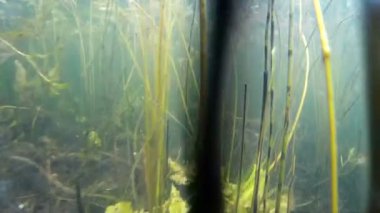 çalı çırpı ve bitkileri su altında