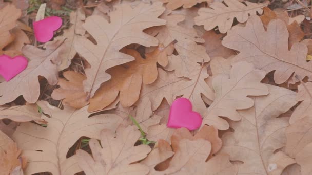 Φθινόπωρο δρύινα φύλλα με καρδιά — Αρχείο Βίντεο