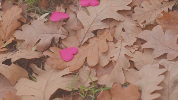 Hojas de roble de otoño con corazón — Vídeo de stock