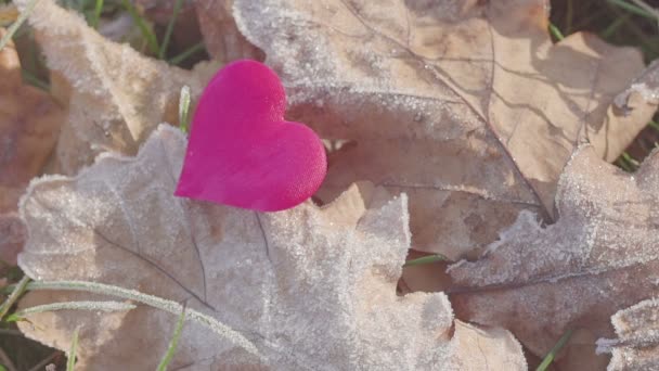 Дубове листя з серцем. морозний ранок — стокове відео