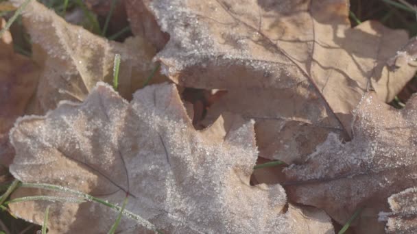 心臓とカシの葉。凍りつくような朝 — ストック動画