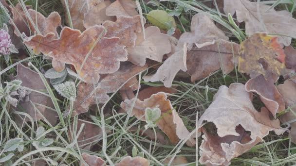 Folhas de carvalho com coração. manhã gelada — Vídeo de Stock