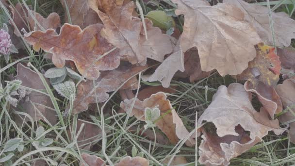 Foglie di quercia con cuore. mattina gelida — Video Stock