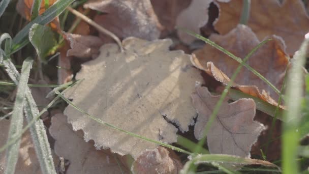 Oak leaves with heart. frosty morning — Stock Video