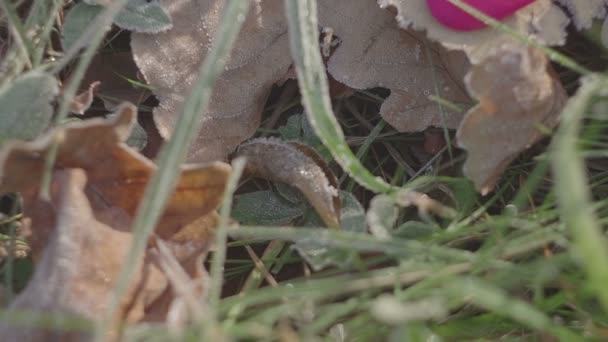 마음으로 오크 잎입니다. 서리가 내린 아침 — 비디오
