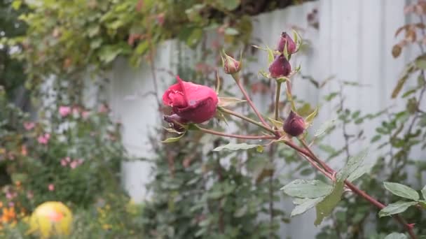 Buske av vackra rosor i en trädgård. Gimbal — Stockvideo