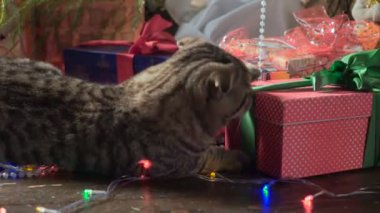 Kedi Noel ağacı ve hediyeler