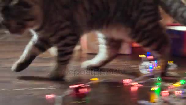 Gato cerca del árbol de Navidad y regalos — Vídeos de Stock