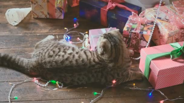 Chat près du sapin de Noël et cadeaux — Video