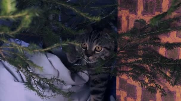 Gatto vicino all'albero di Natale e regali — Video Stock