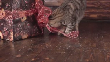 Kedi Noel ağacı ve hediyeler