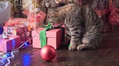 Kedi Noel ağacı ve hediyeler