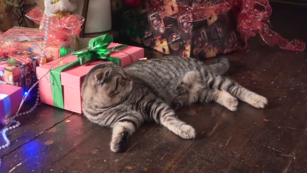 Gato cerca del árbol de Navidad y regalos — Vídeo de stock