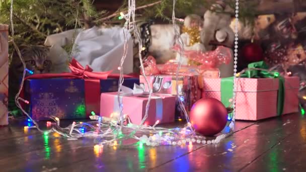 Gato cerca del árbol de Navidad y regalos — Vídeos de Stock