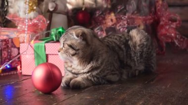 Kedi Noel ağacı ve hediyeler