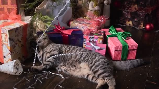 Macska közelében a karácsonyfa és az ajándékok — Stock videók
