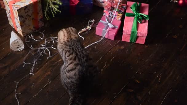 Γάτα κοντά στο χριστουγεννιάτικο δέντρο και τα δώρα — Αρχείο Βίντεο