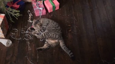 Kedi Noel ağacı ve hediyeler